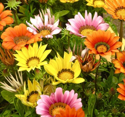 sunshine flower seeds Gazania Hybrid Sunshine Mix - 120x Seeds - Large Flowering