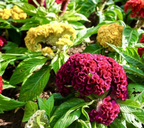 1200x Cockscomb Tall Mix Seeds - Celosia Cristata - Attracts Butterflies & Birds - Flower