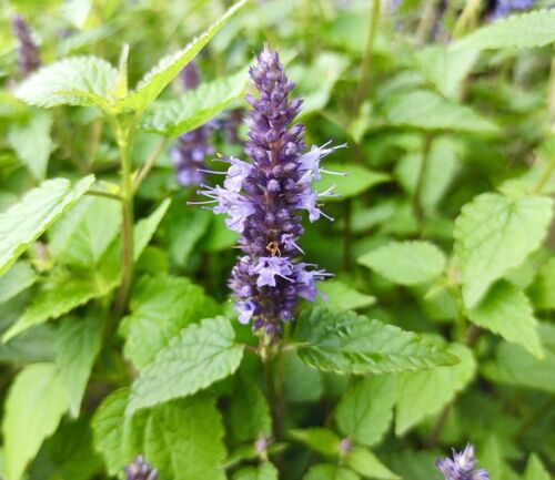 1700x Peppermint Mentha Piperita Seeds - Herb