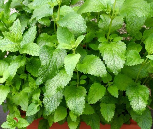 1600x Herb Lemon Balm Melissa Officinalis Seeds - Anti Mosquito