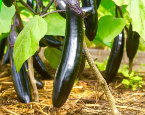 1000x Aubergine Long Purple Seeds - Vegetable