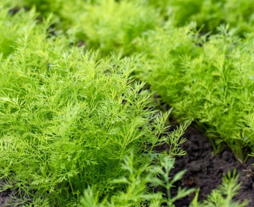 Herb - Dill - Anethum Graveolens - 1000 Seeds - Finest Seeds