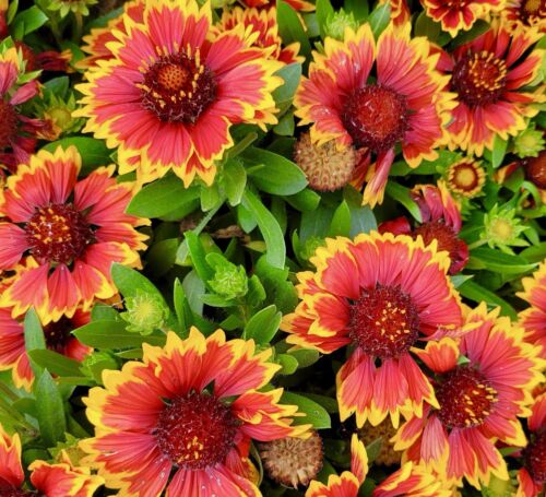 400x Gaillardia Aristata Blanket Flower Seeds - Hardy Perennial