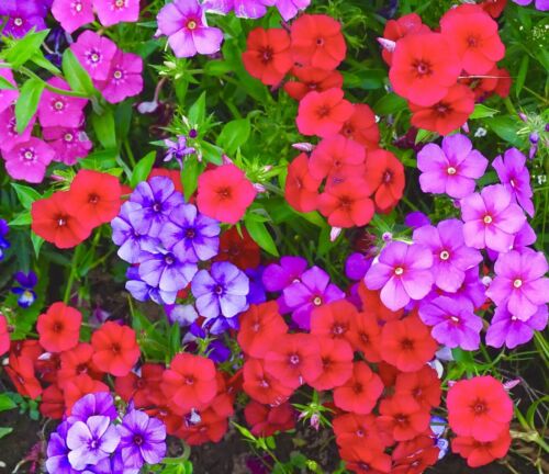 420x Phlox Drumondii Dwarf Beauty Mixed Seeds - Flower
