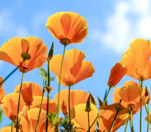 2500x Golden West Californian Poppy Flower Seeds - Eschscholzia Californica