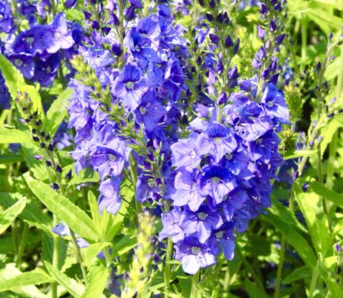 700x Rockery Speedwell Rich Blue Veronica Teucrium Seeds - Flower