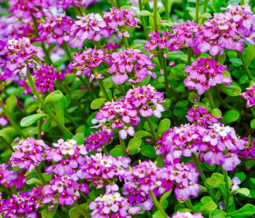 700x Candytuft Iberis Umbellata Dwarf Fairy Mixed Seeds - Fragrant Flower