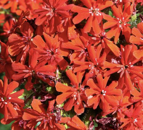 1200x Red Maltese Cross Lychnis Flower Seeds - Perennial