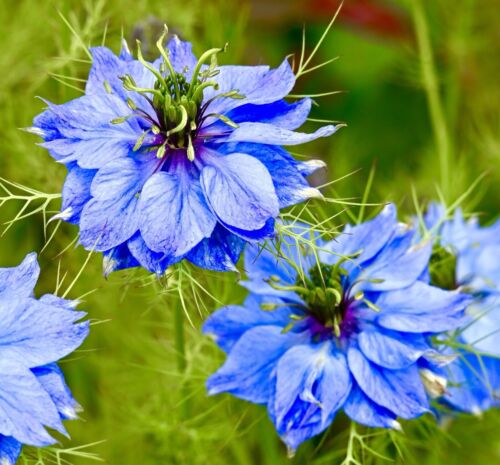 1700x Nigella Love In A Mist Miss Jekyll Seeds - Sky Blue - Flower