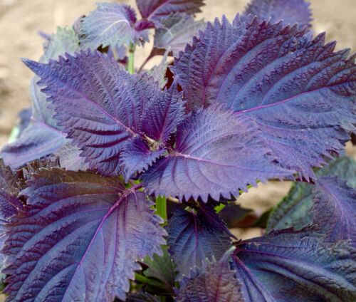 Red Perilla Shiso Oriental - 100x Seeds - Japanese Herb