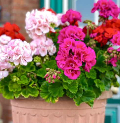 10x Geranium F1 Horizon Mix Flower Seeds