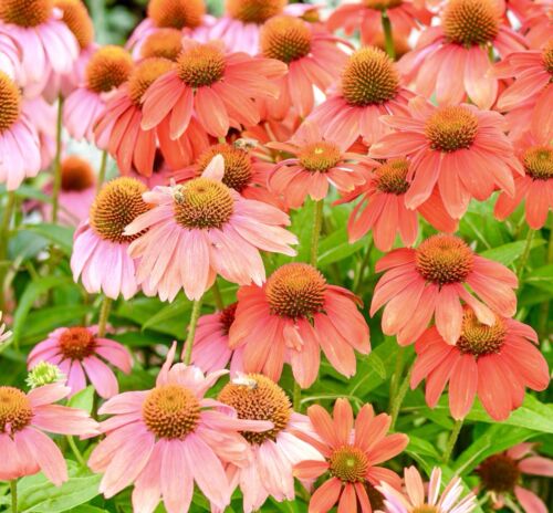 echinacea seeds uk Echinacea Coneflower Red Skipper - 80x Seeds