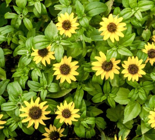 400x Yellow Sanvitalia Procumbens Seeds - Creeping Zinnia - Annual - Flower