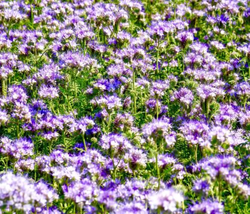 blue tansy flower seeds 2100x Lavender Blue Tansy Lacy Phacelia Tanacetifolia Flower Seeds
