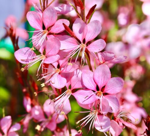 30x Gaura Rose White Hardy Perennial Flower Seeds - Great for Beds & Border
