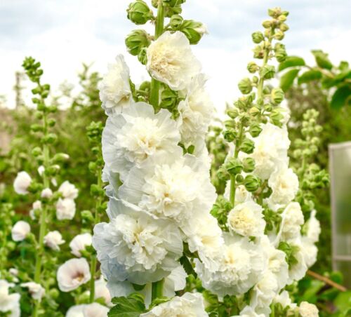 75x Chaters White Double Triumph Hollyhock Seeds - Althaea Rosea - Biennial - Flower