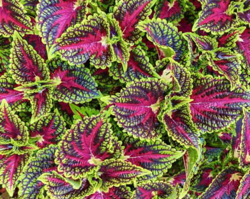 Coleus Wizard Mix - 100x Seeds - Incredible Foliage - Flowers