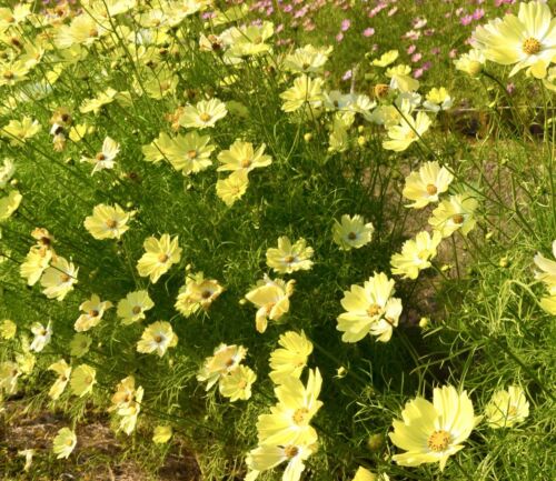 60x Cosmos Bipinnatus Sunset Yellow Meadow Annual Flower Seeds - For Borders