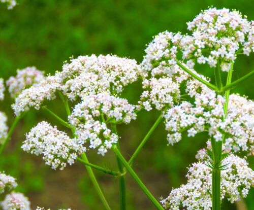 700x Anise Pimpinella Anisum Herb Seeds - Medicinal Ornamental Herb