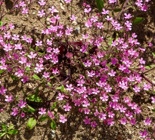 Native Carpet Flower Ground Cover Rock - 100x Seeds - Pink Creeping Soapwort