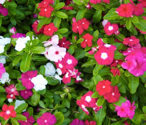 100x Periwinkle Vinca Rosea Dwarf Mixed Seeds - Catharanthus Roseus - For Pots - Flower