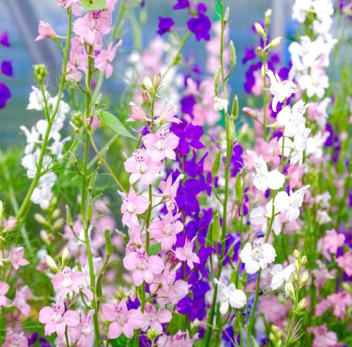 700x Rocket Delphinium Larkspur Dwarf Mix Seeds - Hyacinth - Flower