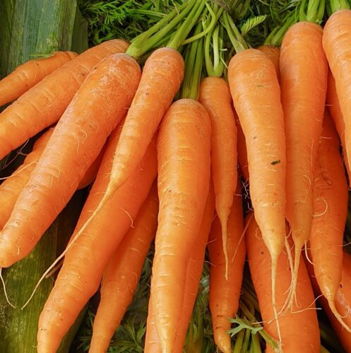 4100x Carrot Touchon Seeds - Vegetable