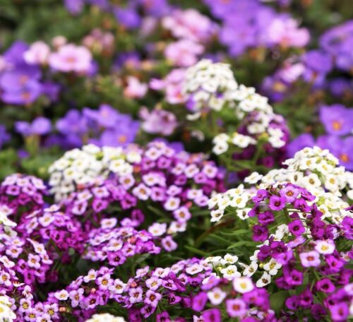 600x Lobularia Maritima Sweet Alyssum Seeds - Pink Salmon Coloured Flowering