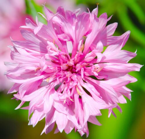 100x Red Boy Cornflower Centaurea Cyanus Seeds - Garden Flowers