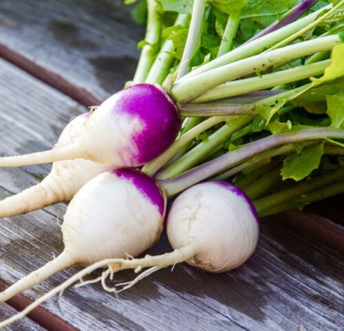 Giant Italian Purple Top Turnip Milan - 100x Seeds - Vegetables