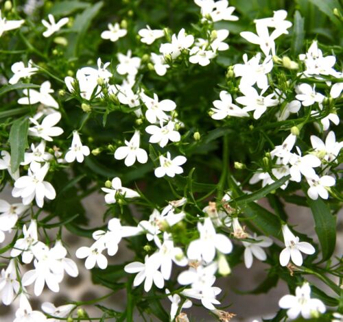 7500x White Trailing Lobelia Cascade Seeds Balcony Flower Seeds
