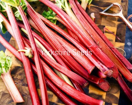 Peppermint Stick Celery - 100x Seeds - Vegetable