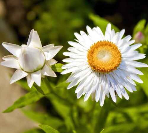 White Helichrysum Bracteatum - 1000x seeds - Long Lasting Flower