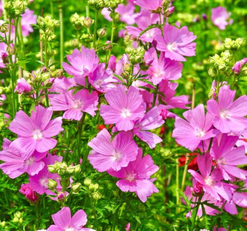 60x Mallow Checkermallow Perennial Flower Seeds - Sidalcea Malviflora