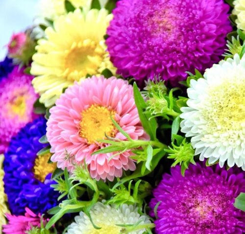 Aster Duchess Double Flower Mix - 500x Seeds - Callistephus  - Flower