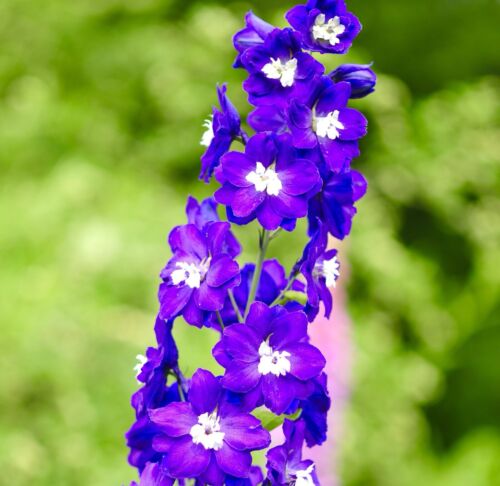 150x Giant Delphinium Cultorum Seeds - Tall King Arthur - Flower