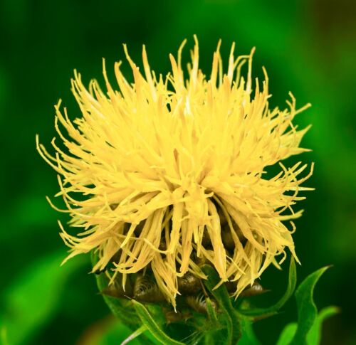 120x Sweet Sultan Yellow Cornflower Seeds - Flower
