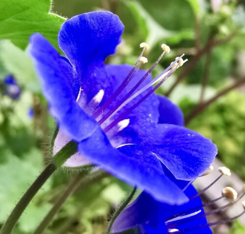 2700x California Phacelia Campanularia Seeds - Wildflower