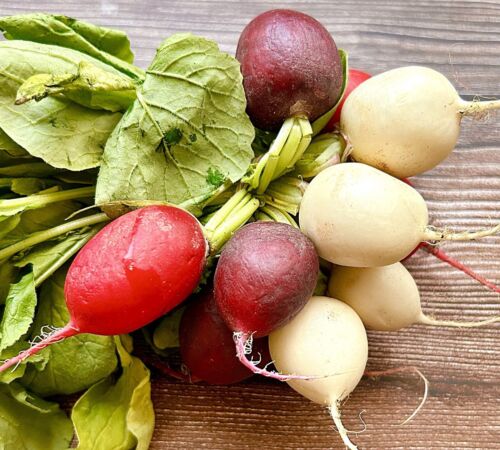 Radish Rainbow Mix - 1300x Seeds - Fast Growing - Red Purple Yellow - Vegetable