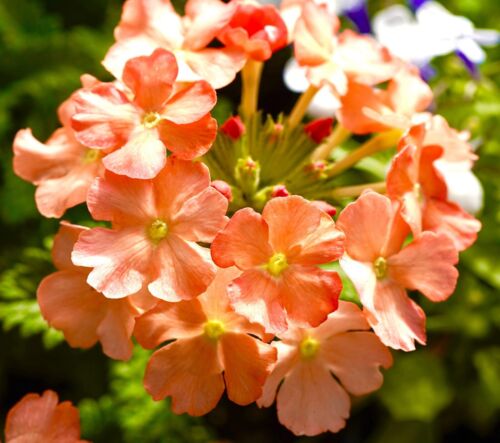 130x Verbena Hybrida Apricot Dwarf Seeds - For Hanging Baskets & Containers - Flower
