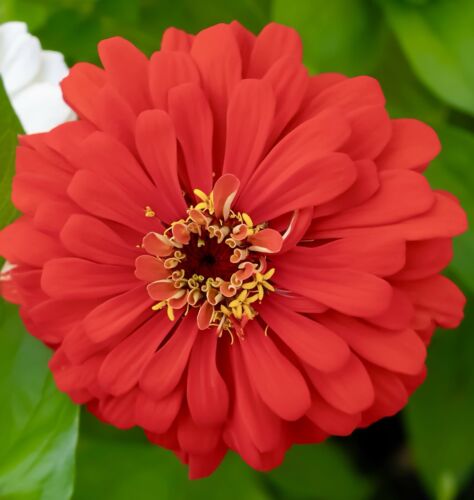 250x Giant Zinnia Dahlia Bright Red Scarlet Flame Seeds - Elegans - Flower
