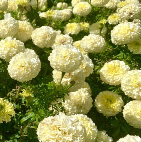 kilimanjaro white african marigold seeds White African Marigold Kilimanjaro - 150x Seeds