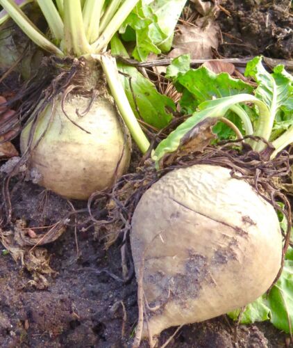 260x Beetroot Albino Ice White Seeds - Vegetable