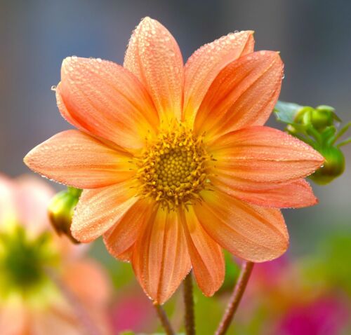 Dahlia Dwarf Patio Mignon Mix - 140x Seeds - Bright Colour Flowers - Annual