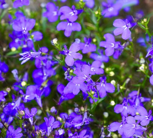 Lobelia Mrs Clibran - 12,500x Seeds - Bush Variety - Flower