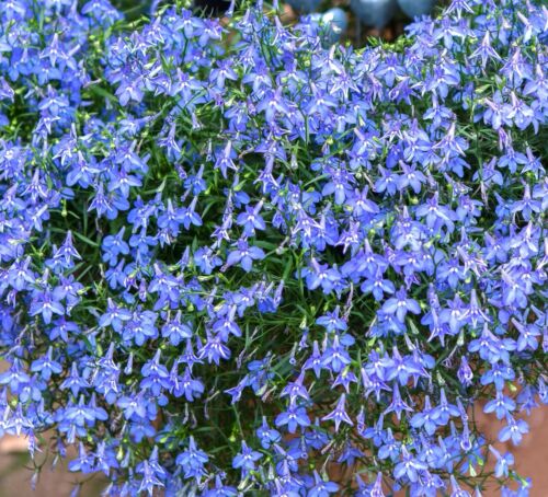12,500x Lobelia Erinus Cambridge Sky Blue Seeds - Flower