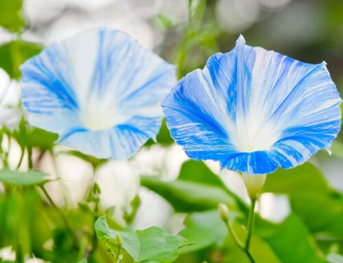 200x Ipomoea Morning Glory Flying Saucer Mix Seeds - Flower