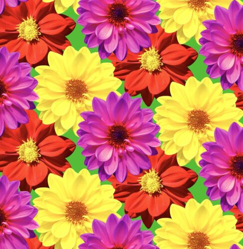 70x Dahlia Dwarf Double Mignon Mixed Seeds - Flower