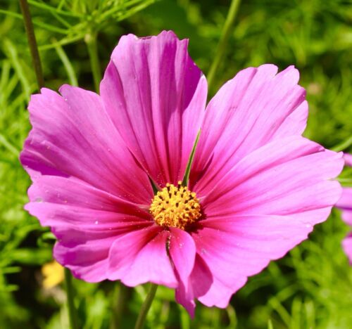 350x Cosmos Radiance Bipinnatus Seeds - Fast Growing Flower