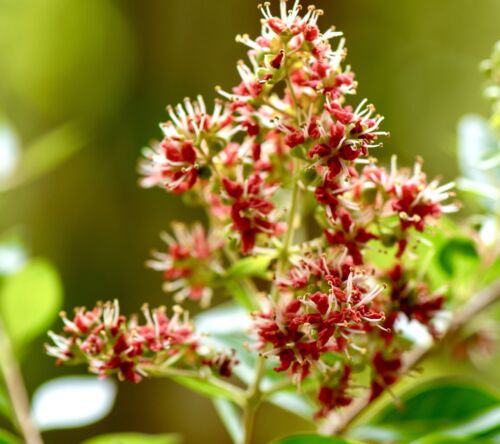 1300x Red Mignonette Seeds - Reseda Odorata - Scented Flower - Annual